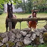 Renove Pour 4 Pers. Avec Accueil Equin, Saint-front - Fr-1-582-538 Saint-Front